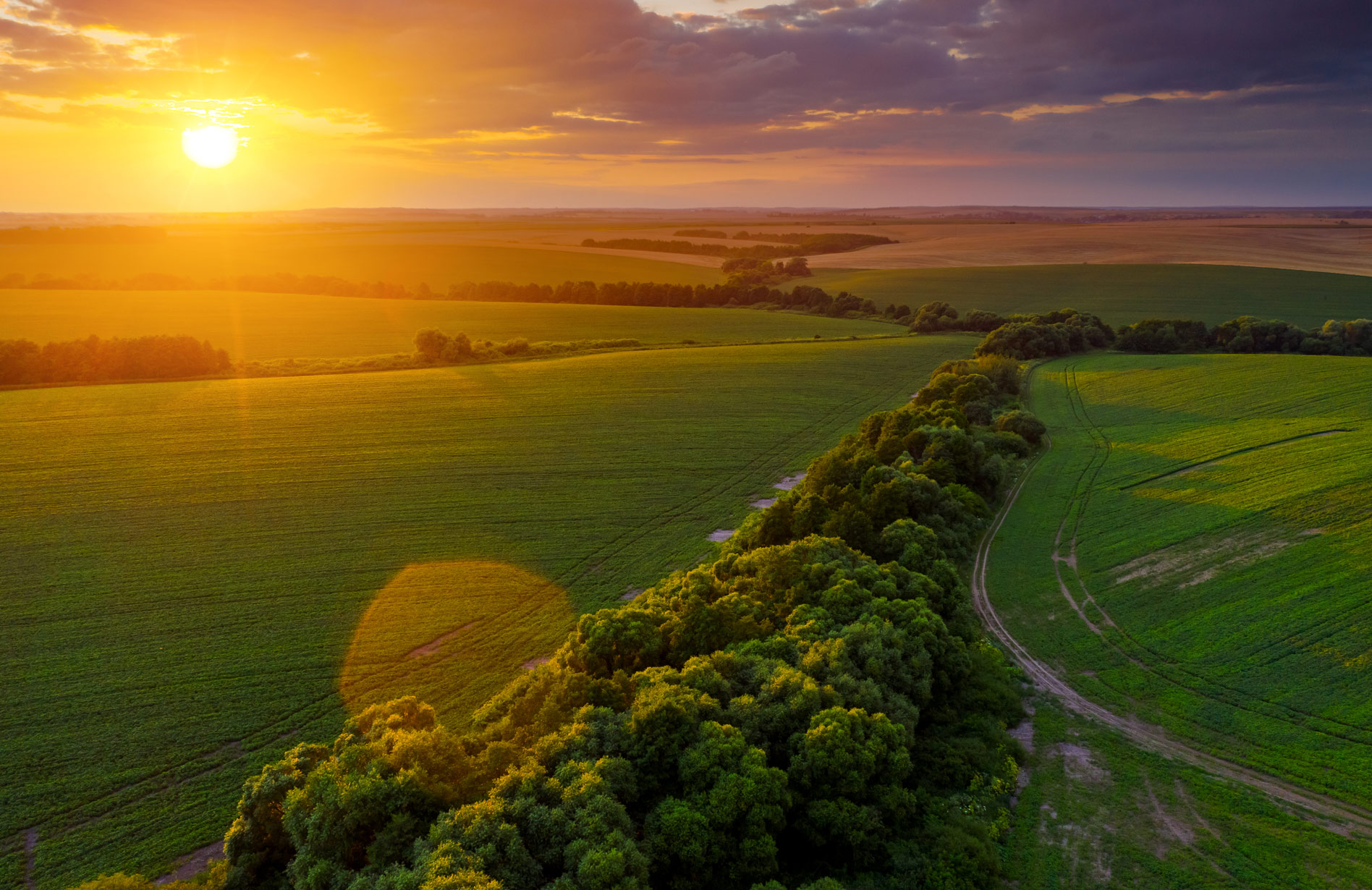 Paesaggio agricolo del Piemonte al tramonto con campi verdi e filari di alberi
